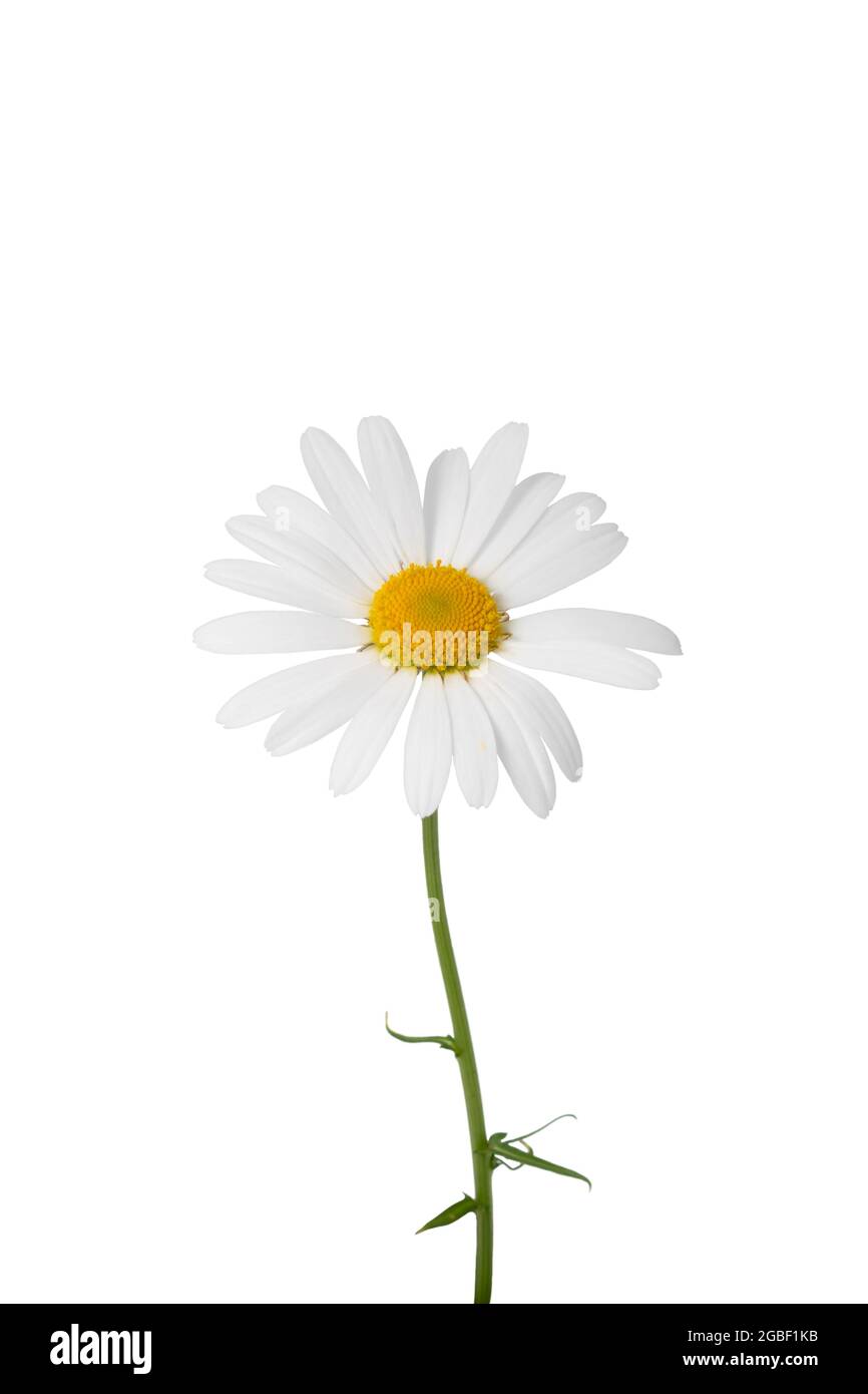 White daisy with stem isolated on white background  Stock Photo
