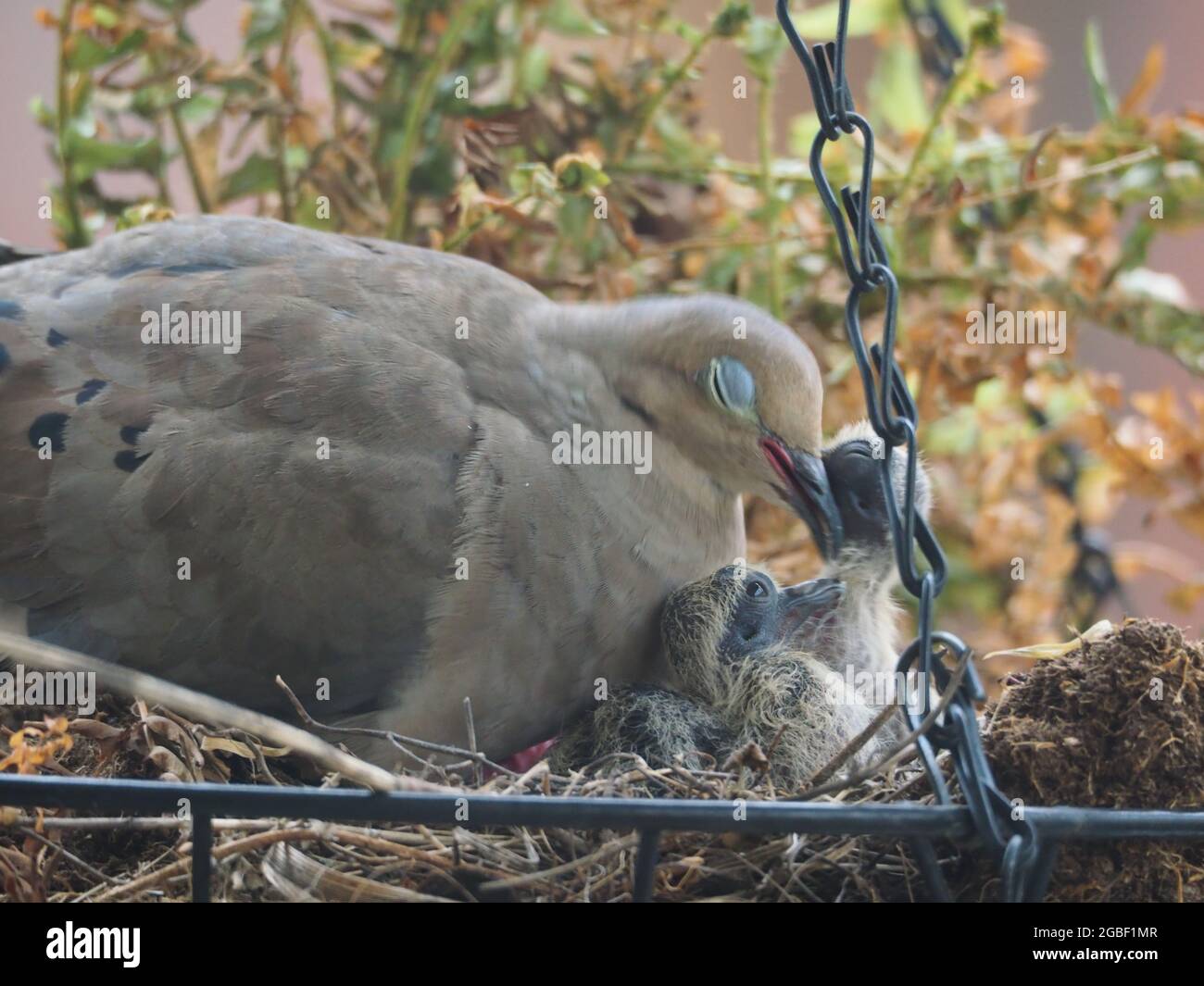 Mother Mourning Dove and her Two Babies Nested in a Hanging Flower