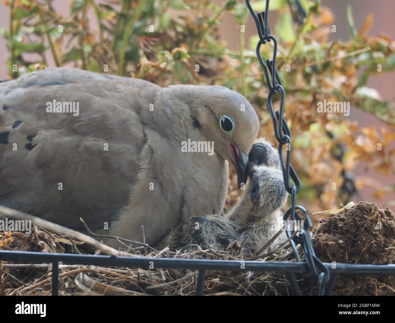 Mother Mourning Dove and her Two Babies Nested in a Hanging Flower