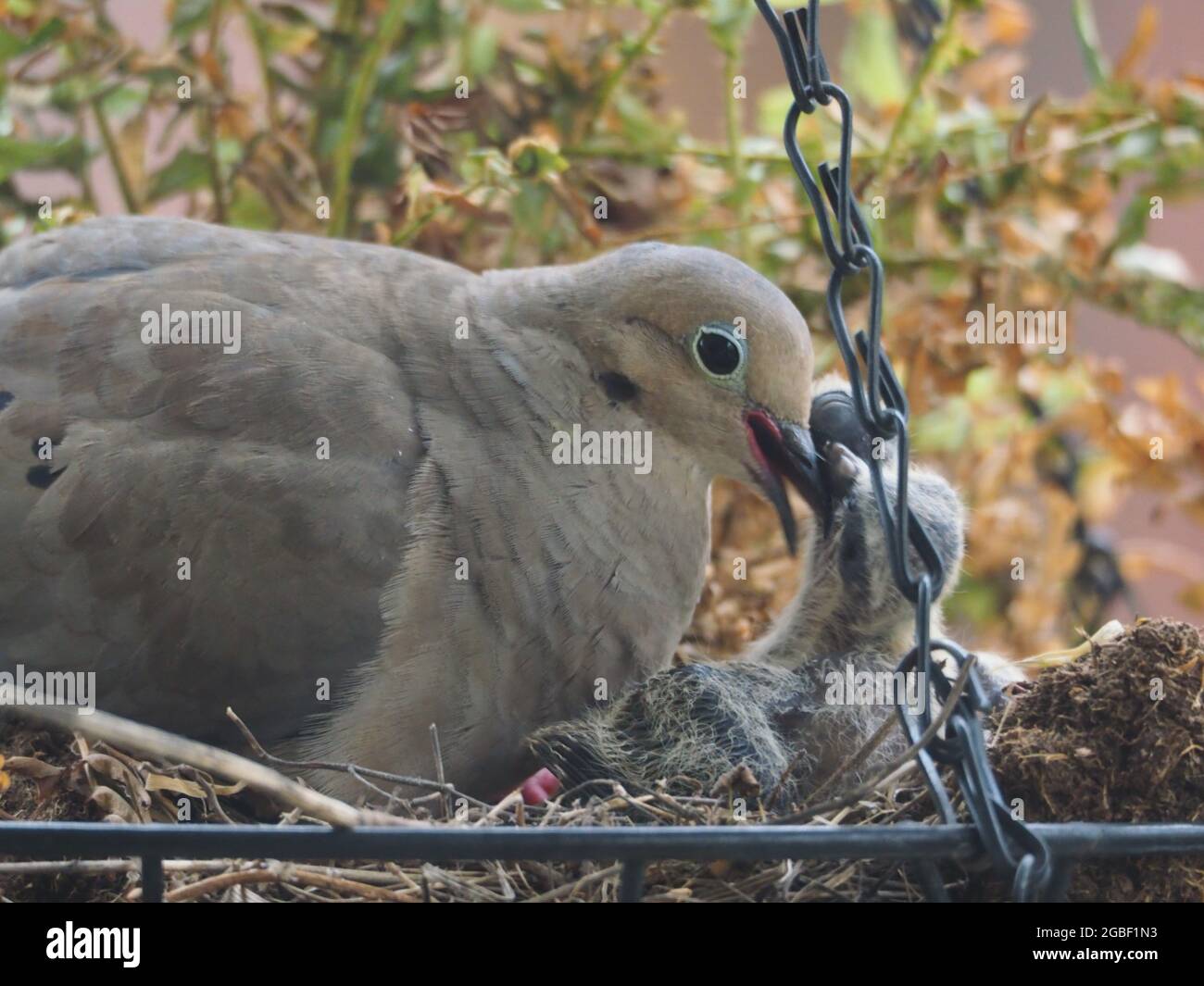 Mother Mourning Dove and her Two Babies Nested in a Hanging Flower