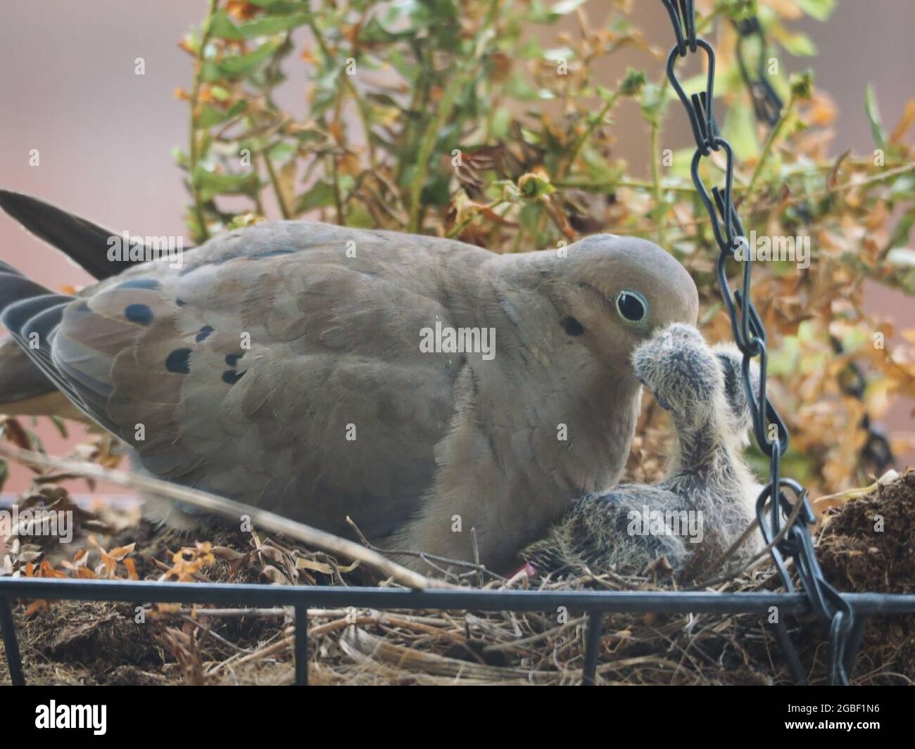 Mourning Dove Baby High Resolution Stock Photography And Images Alamy