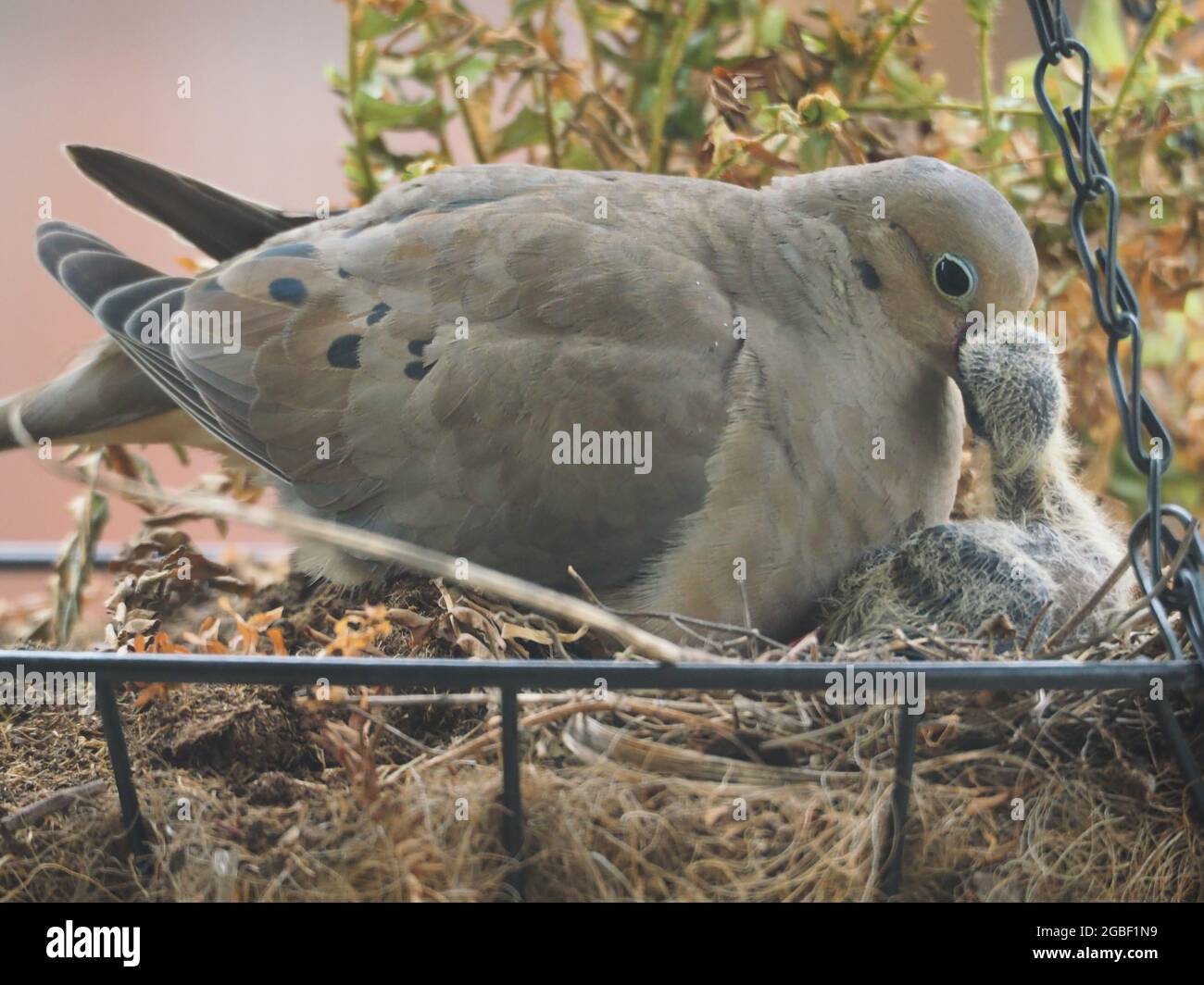 Mother Mourning Dove and her Two Babies Nested in a Hanging Flower