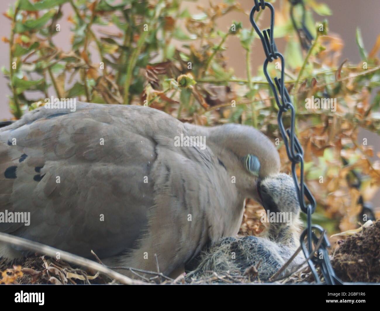 Mother Mourning Dove and her Two Babies Nested in a Hanging Flower