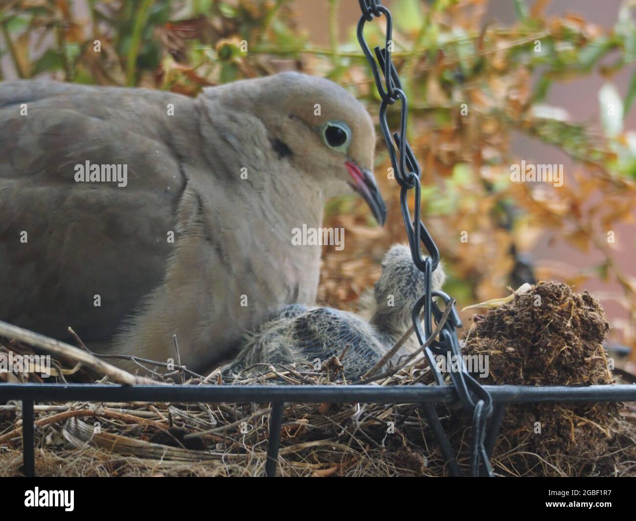 Mother Mourning Dove and her Two Babies Nested in a Hanging Flower
