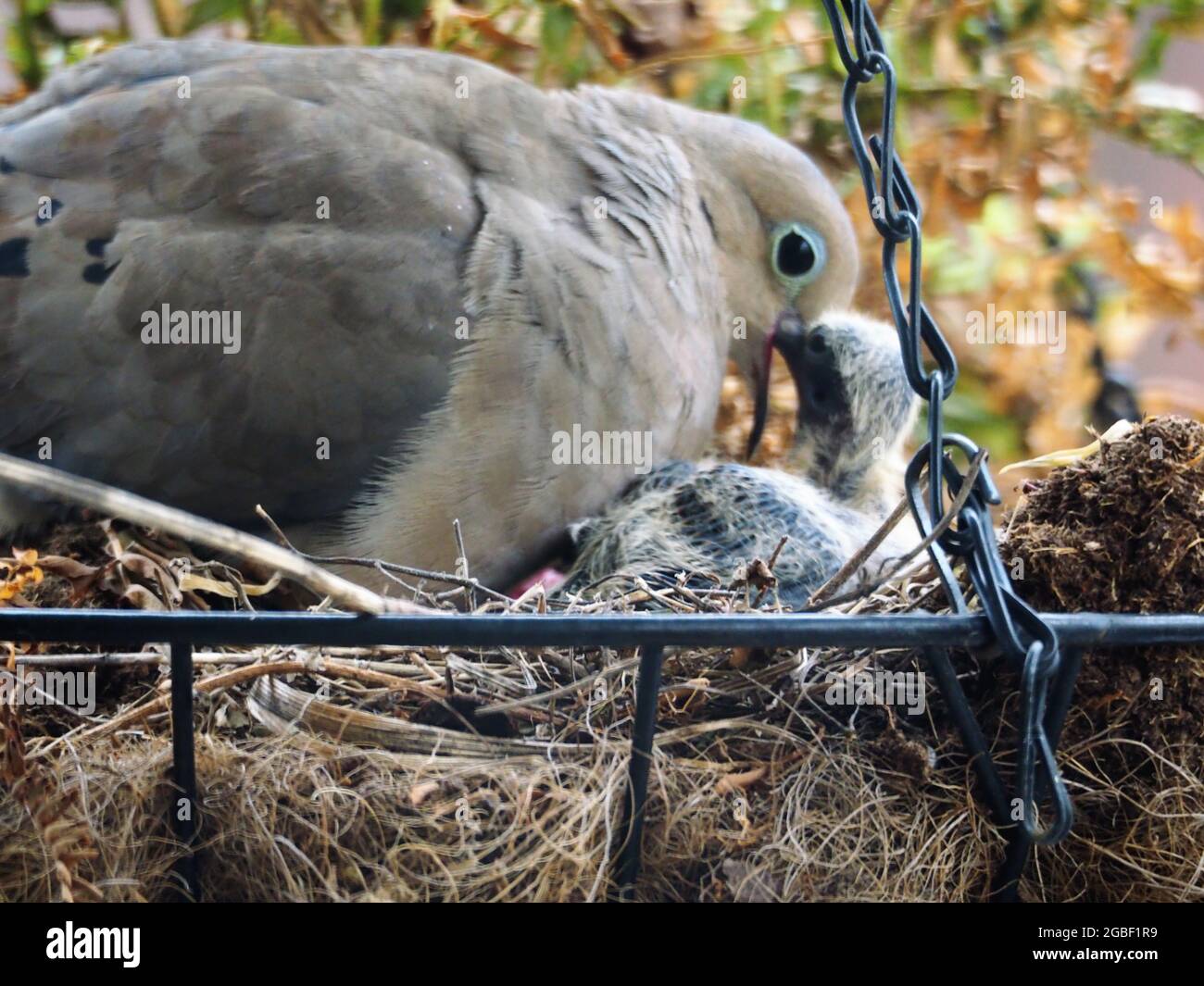 Mother Mourning Dove and her Two Babies Nested in a Hanging Flower