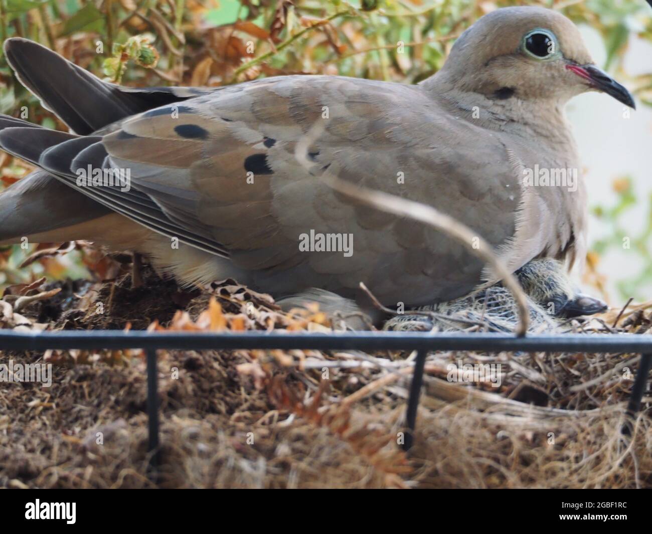 Mother Mourning Dove and her Two Babies Nested in a Hanging Flower