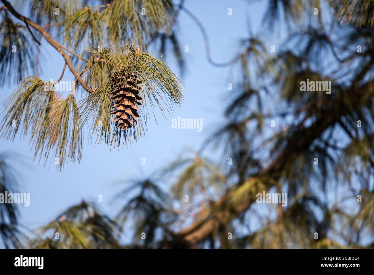 Picture of a pine cone on a tree outdoor. A conifer cone is an organ on plants in the division Pinophyta that contains the reproductive structures. Th Stock Photo