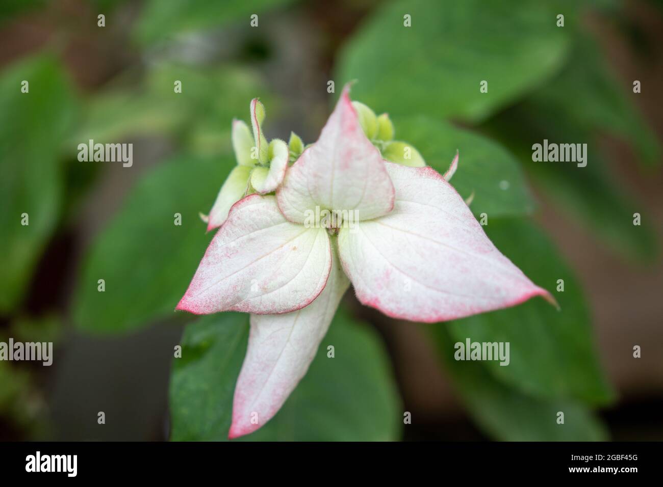 Selective focus shot of a blooming Mussaenda philippica flower Stock Photo