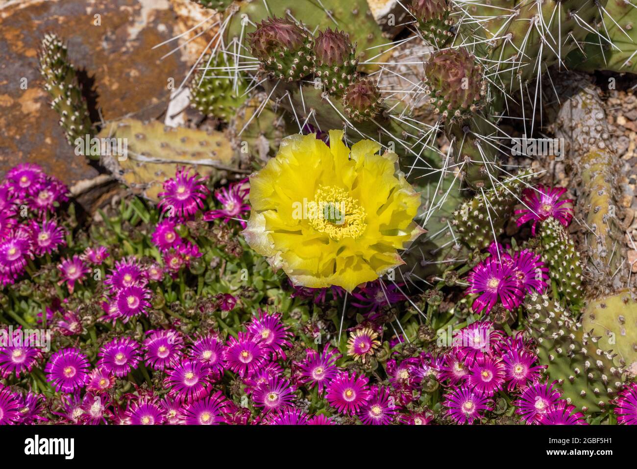 Blooming Cactus Flowers Stock Photo