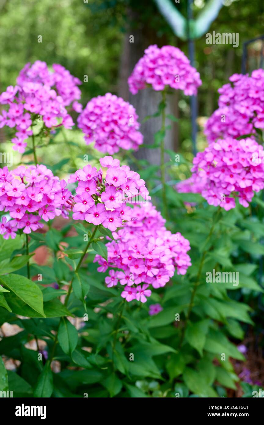 Pink tall Phlox,Polemoniaceae, flowers found in a home garden setting in Alabama, USA. Stock Photo