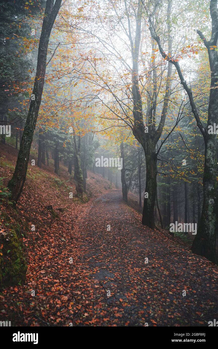 Vertical shot of a forest with trees in beautiful autumn colors Stock ...