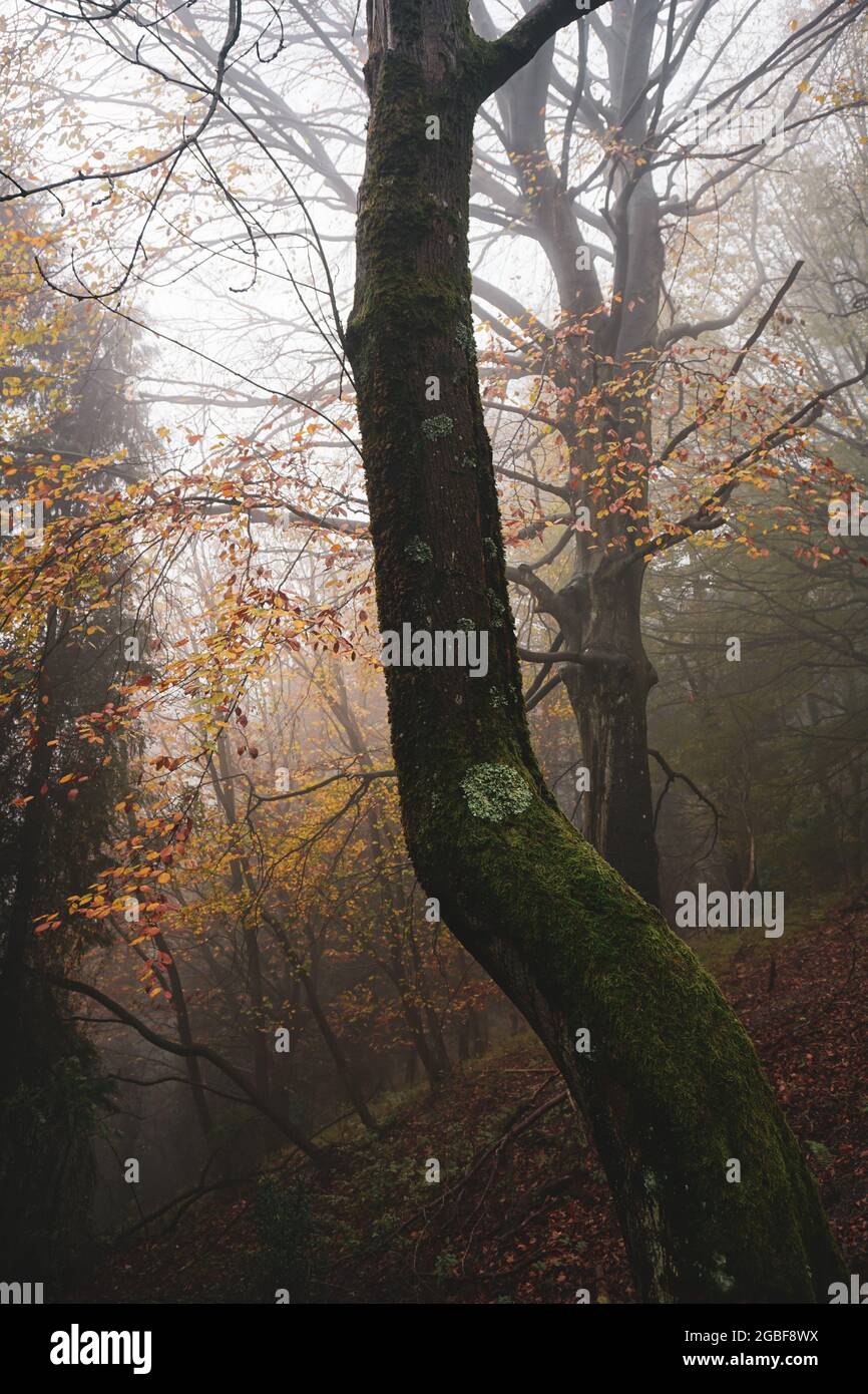 Vertical shot of a forest with trees in beautiful autumn colors Stock ...