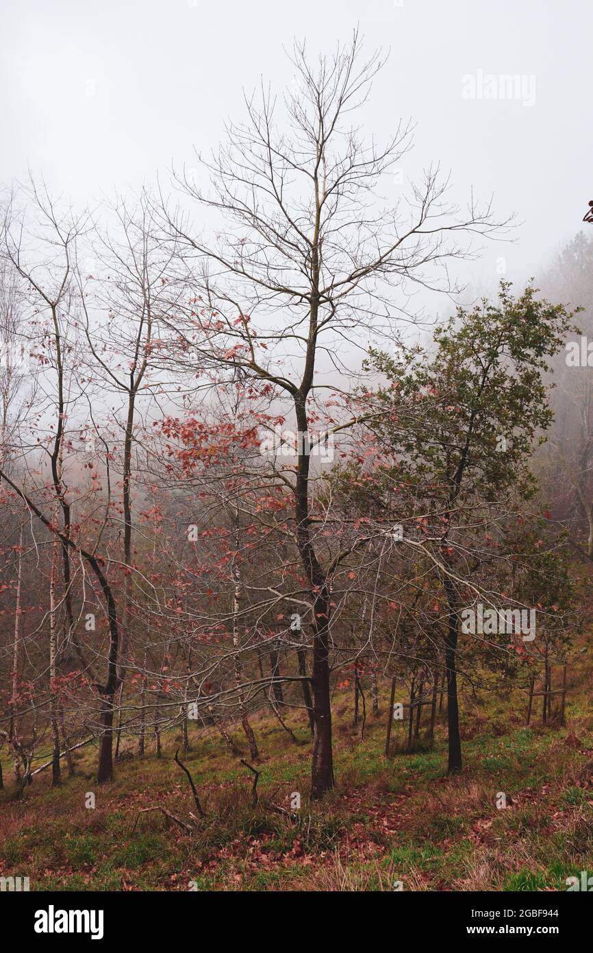 Vertical shot of a forest with trees in beautiful autumn colors Stock ...