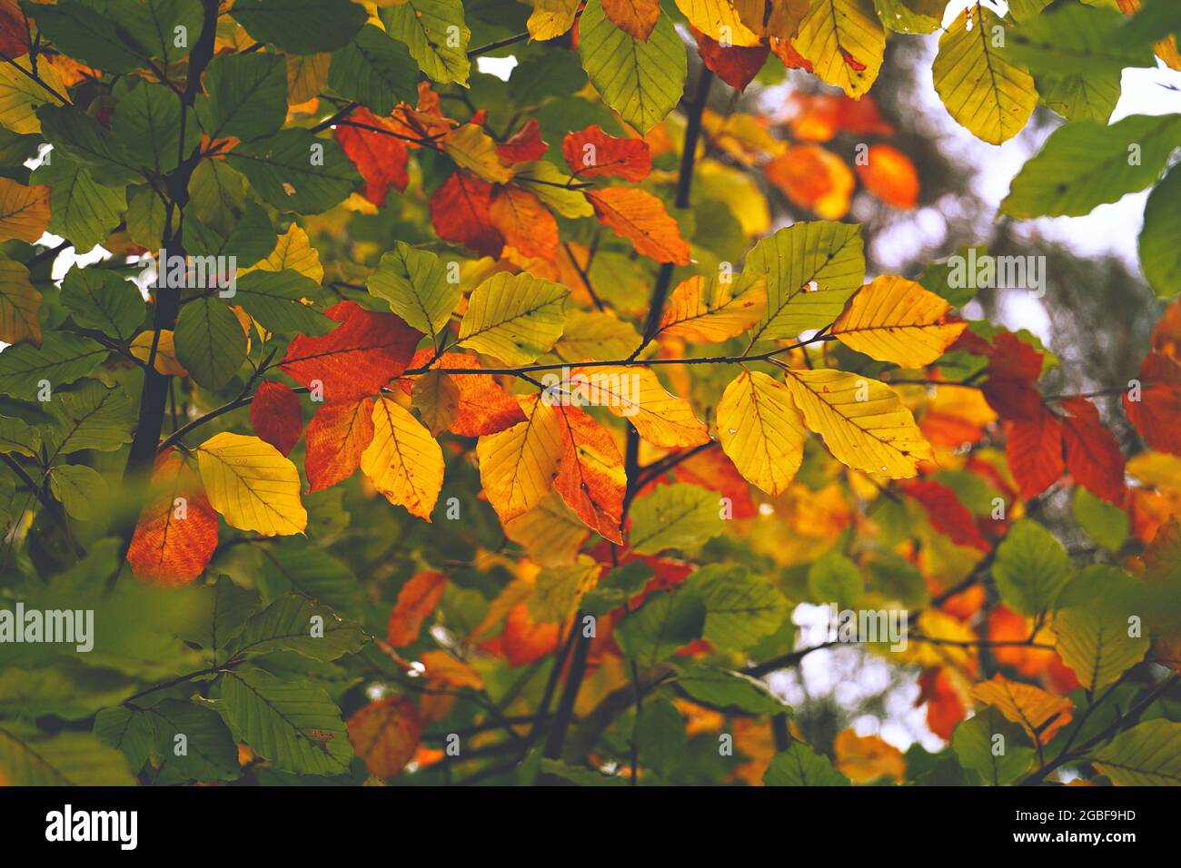 Rni films hi-res stock photography and images - Alamy