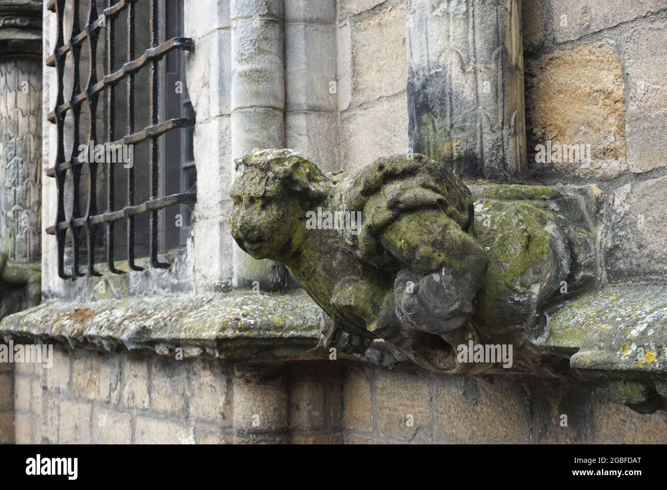 Eroded by centuries of acid rain, a carved stone gargoyle watches from its perch on the south wall of the Palace at Stirling Castle, Scotland. Stock Photo
