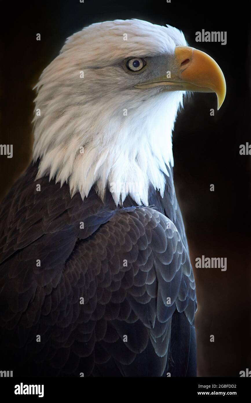 Vertical closeup shot of a bald eagle on a black background Stock Photo