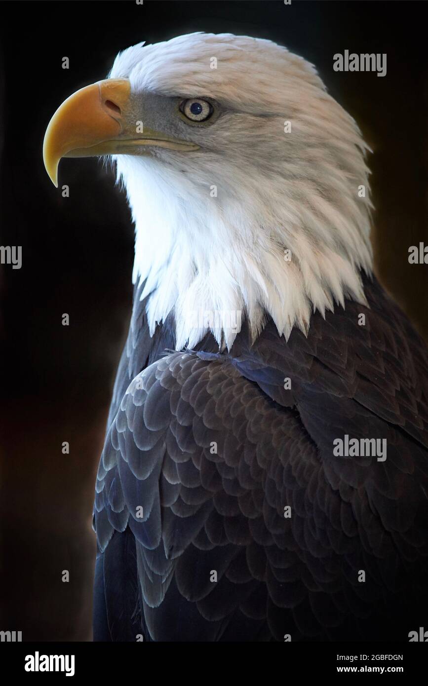 Vertical closeup shot of a bald eagle on a black background Stock Photo