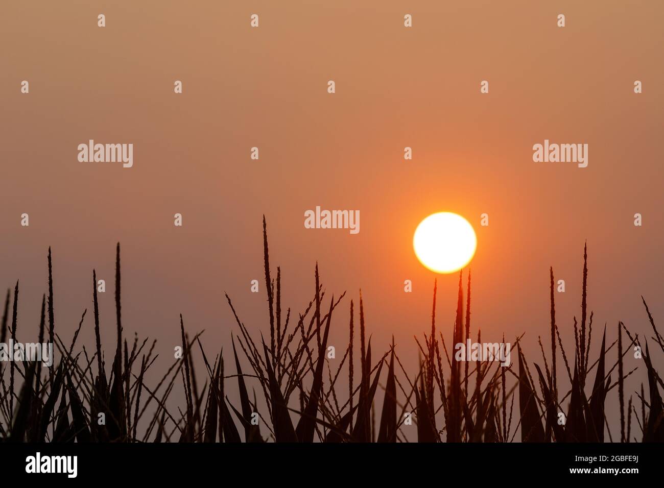 Sun haze hi-res stock photography and images - Alamy