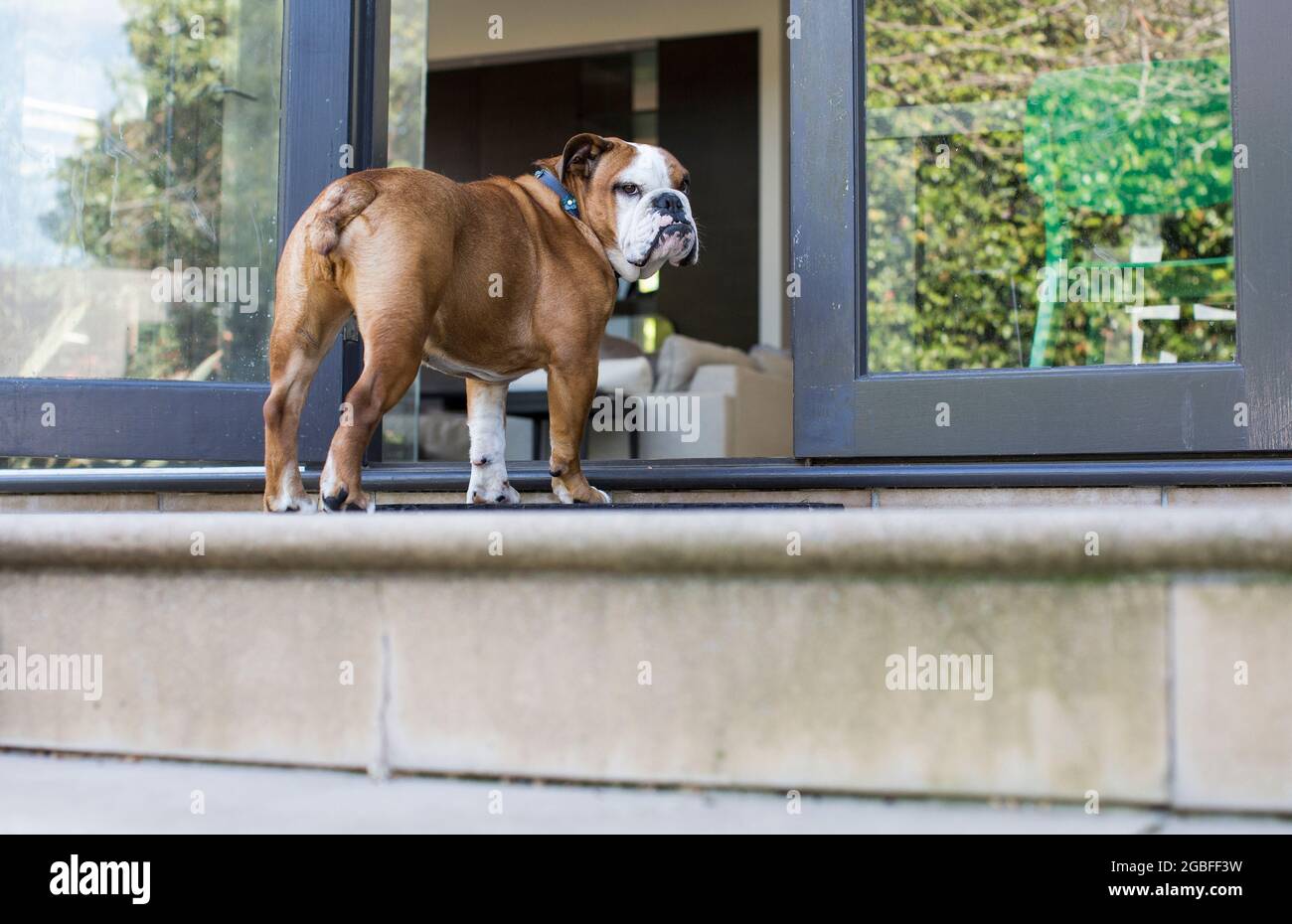 English Bulldog scowling while looking over his shoulder Stock Photo
