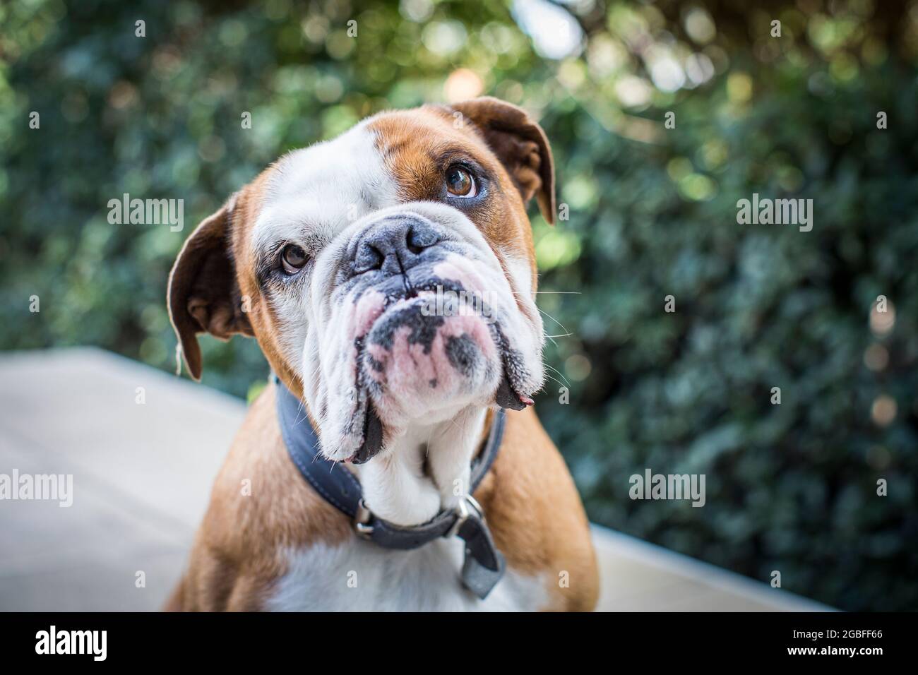 English Bulldog with an underbite Stock Photo