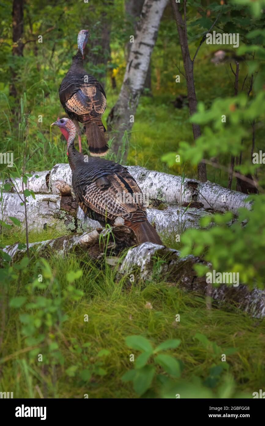 Tom and jake turkey in a northern Wisconsin woodland Stock Photo Alamy