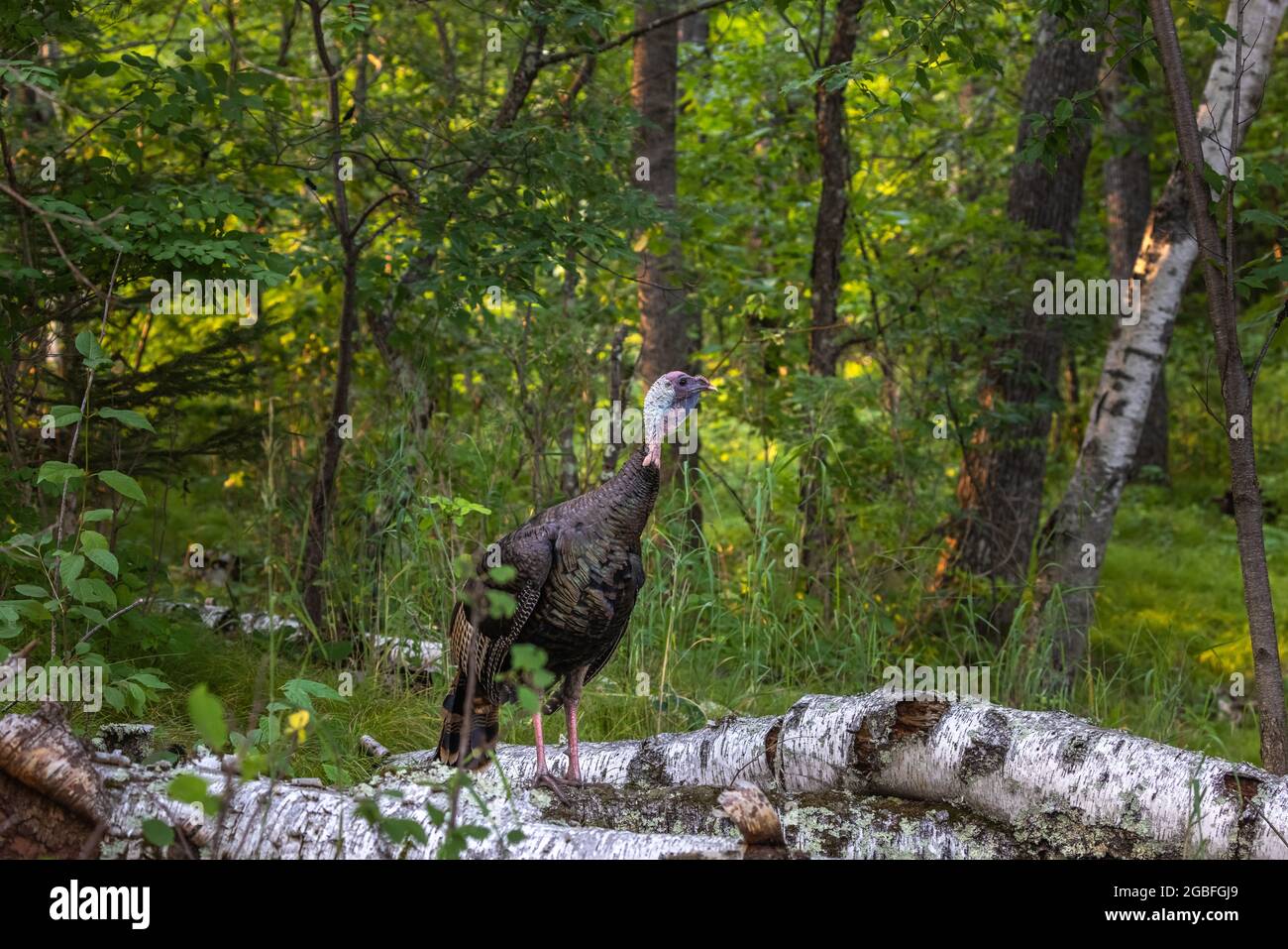 Jake turkey in northern Wisconsin Stock Photo Alamy
