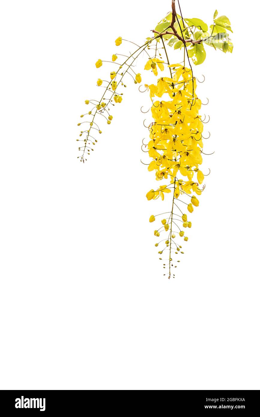 Golden shower(Cassia fistula) flowers national of thailand, on white background. Stock Photo