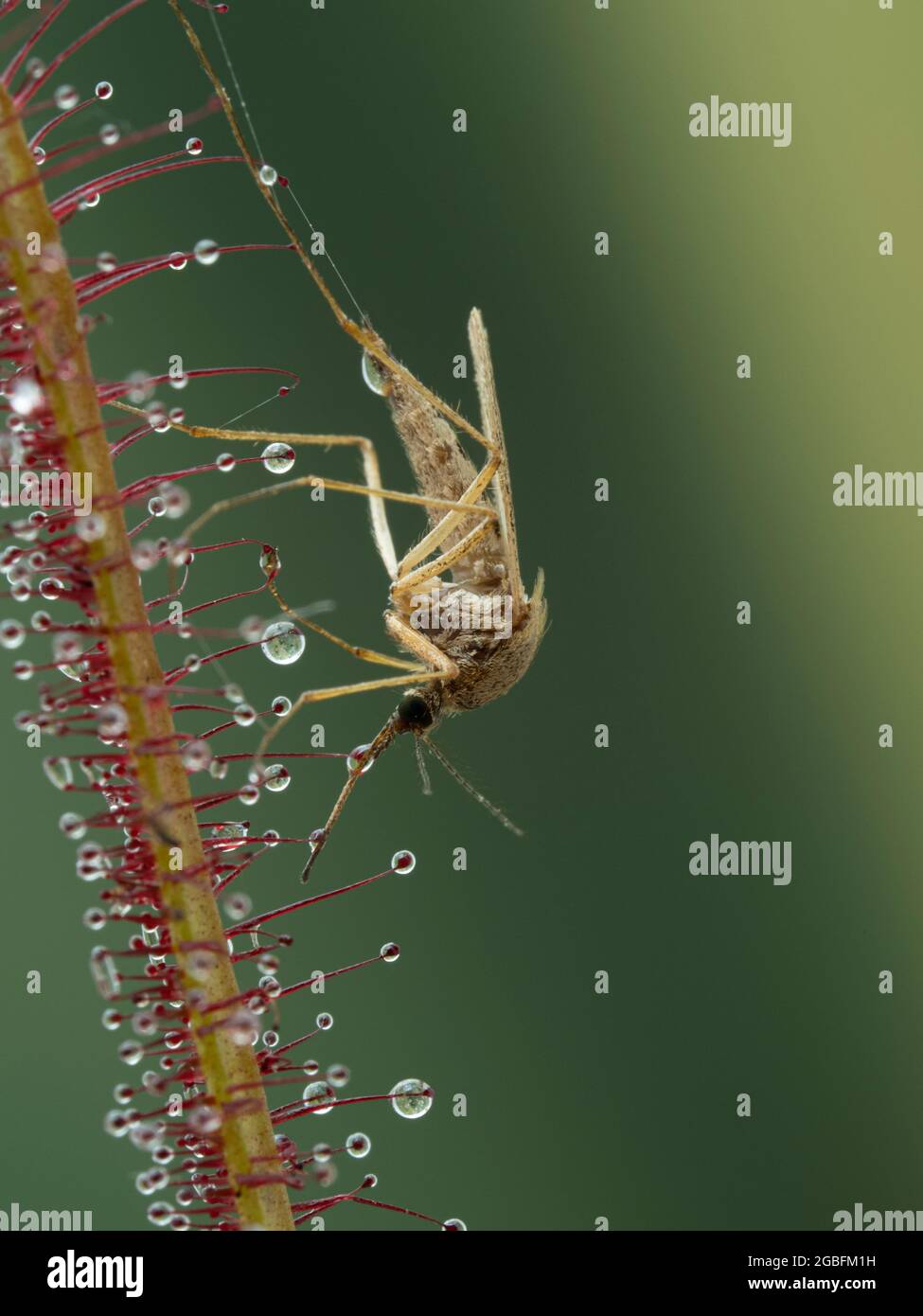 a mosquito (Aedes) that has been trapped on the leaf of a carnivorous fork-leaved sundew plant (Drosera binata) Stock Photo