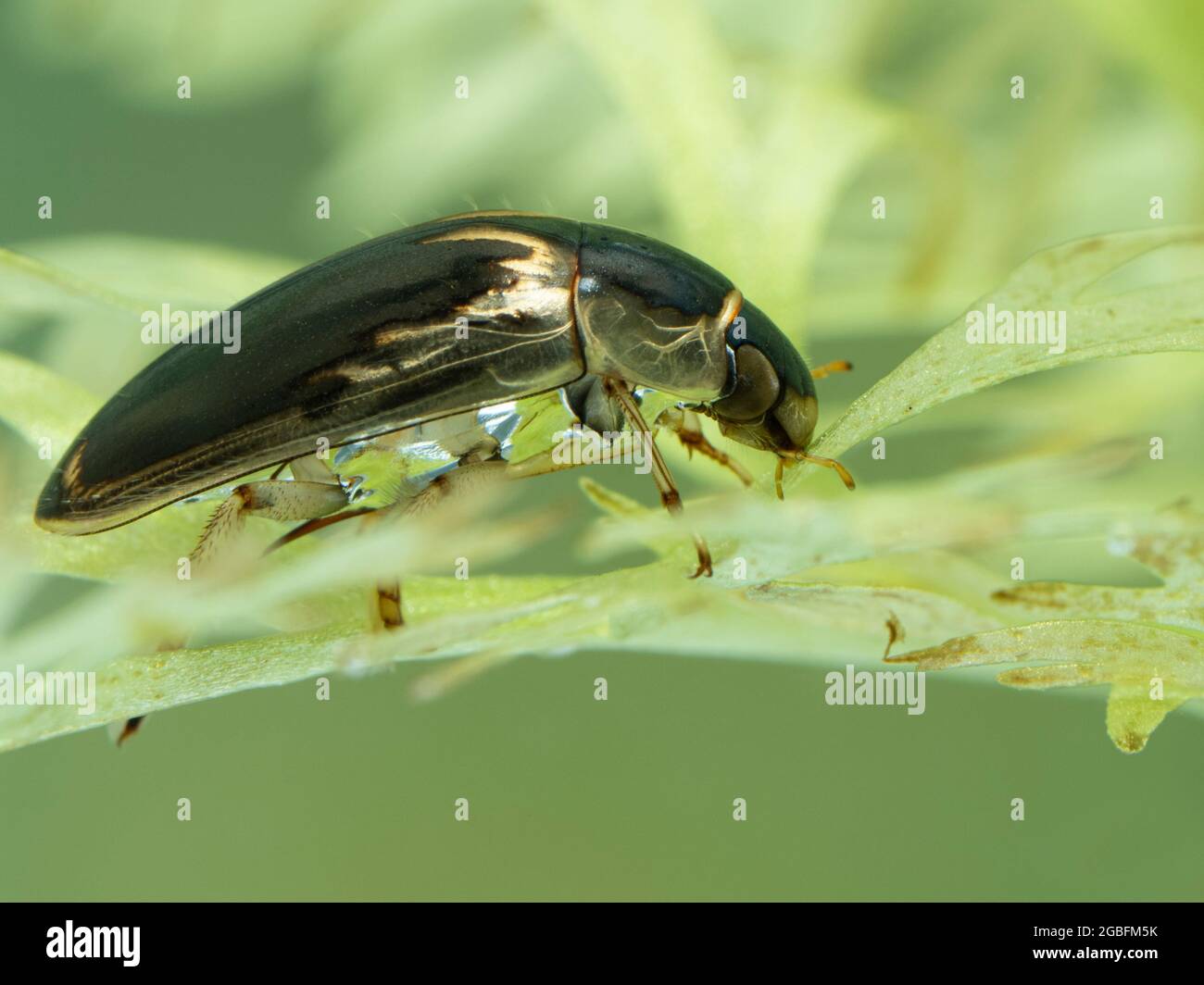 close-up of a water scavenger beetle (Tropisternus lateralis) resting on an aquatic plant, side view. Delta, British Columbia, Canada Stock Photo