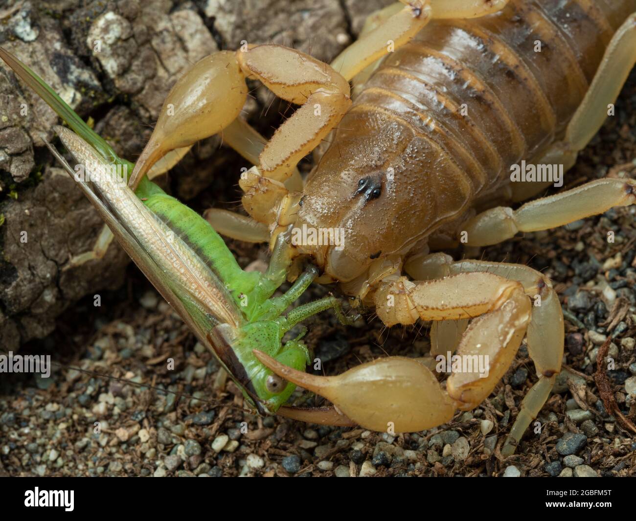 close up of an Arizona stripe-tailed scorpion, Paravaejovis spinigerus, eating a green katydid that it has captured and killed Stock Photo