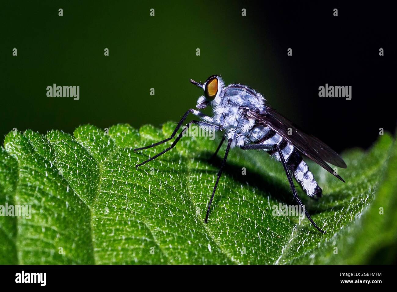 a close up of a long legged fly insect Stock Photo