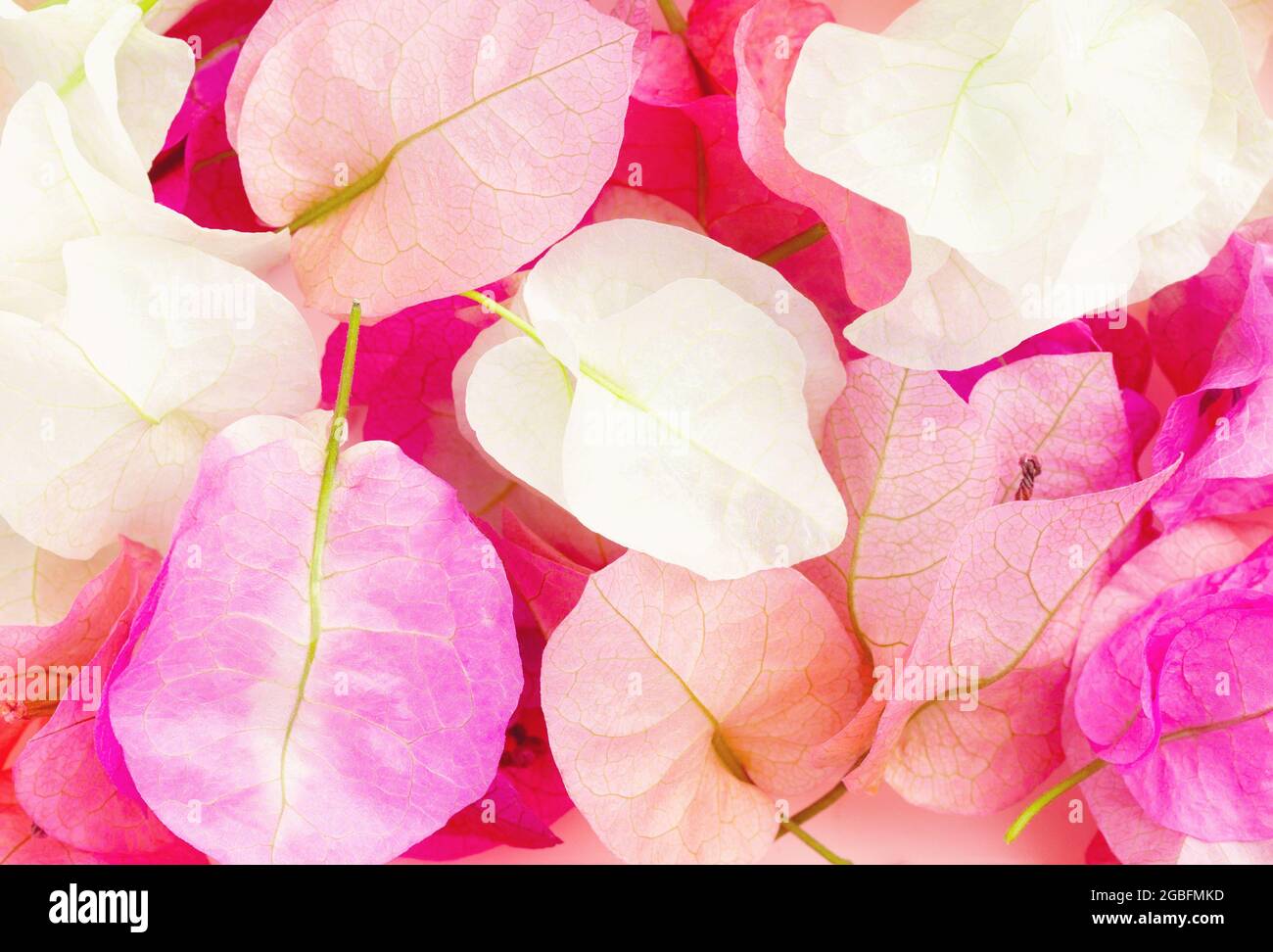 Beautiful pink bougainvillea background. View from above. Background