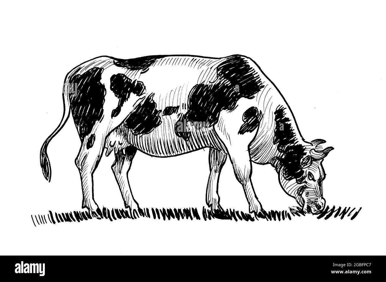 Grazing milk cow. Ink black and white drawing Stock Photo Alamy