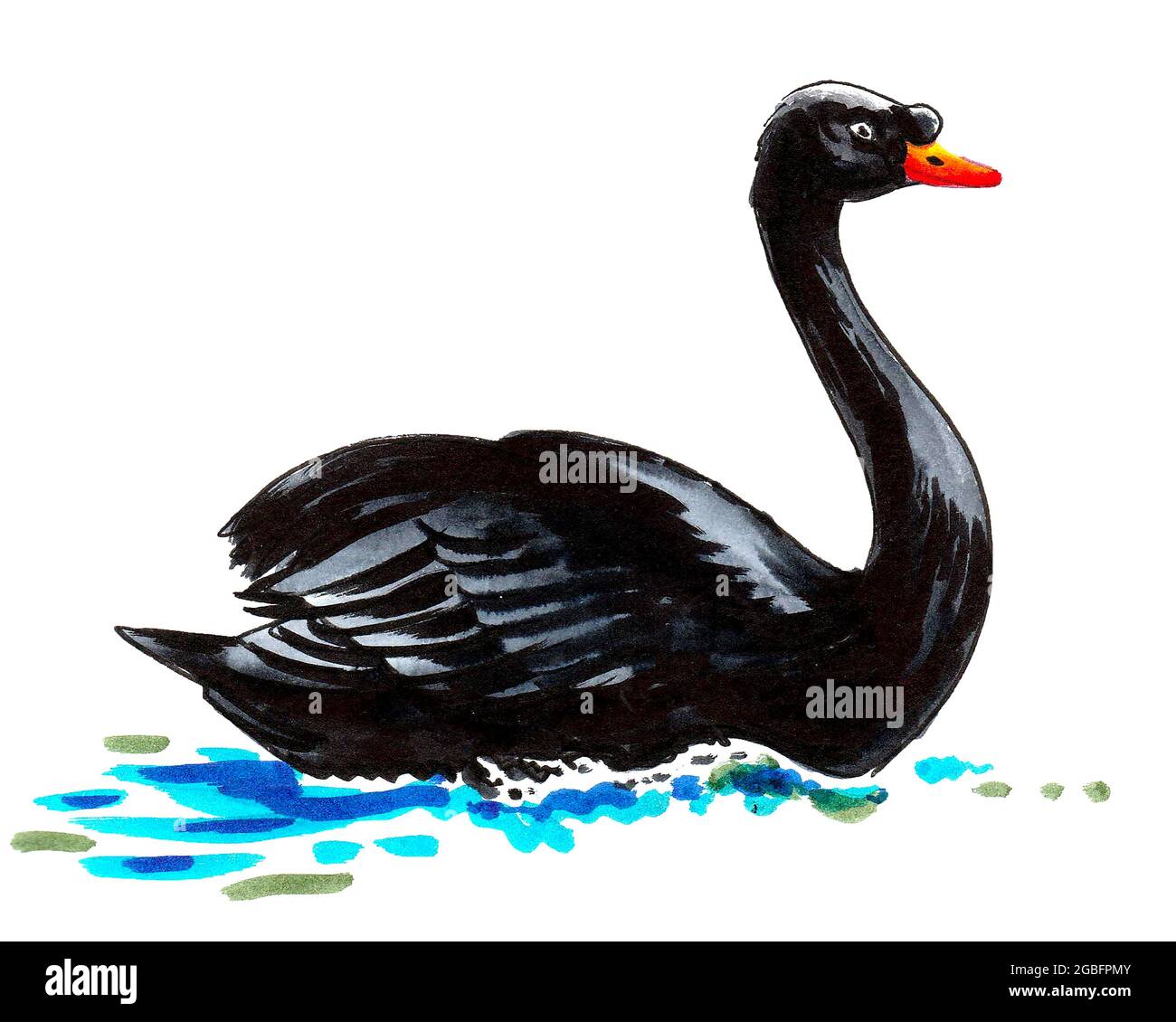 Ink and watercolor drawing of a swimming black swan bird Stock Photo - Alamy