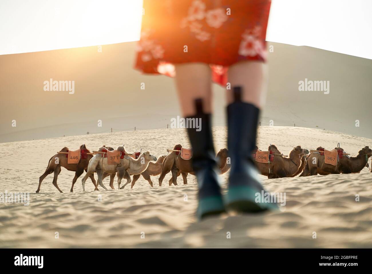 asian woman in red dress looking at view in desert with caravan of camels and huge sand dune in background Stock Photo