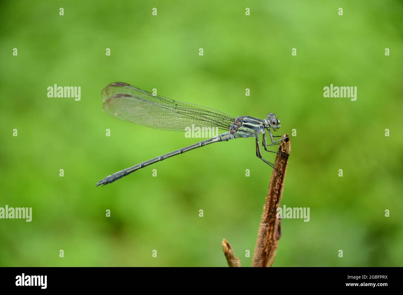 closeup the beautiful green dragonfly hold on tree branch over out of ...