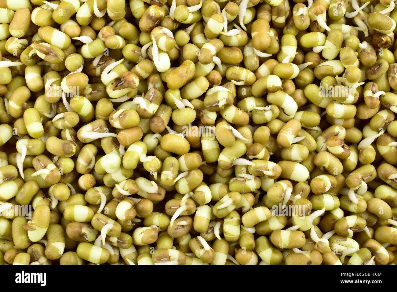Closeup Of Sprouted Mung Bean Stock Photo