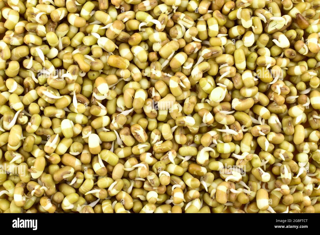 Top View Of Mung Bean Sprouts, Sprouted Mung Bean Texture Stock Photo