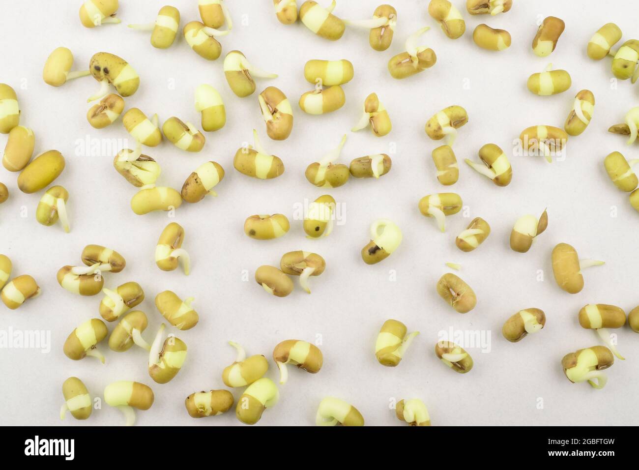 Mung Bean Sprouts Scattered On White Background Stock Photo