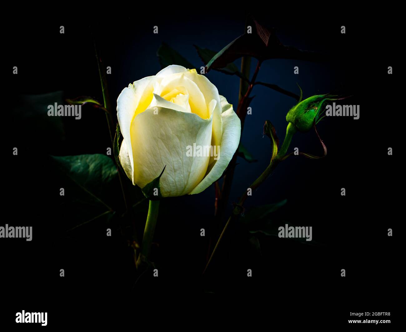 White rose flower on a black background Stock Photo - Alamy