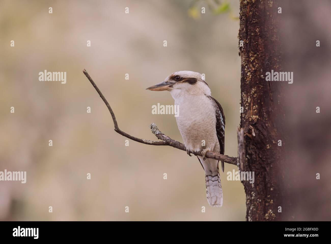 Laughing Kookaburra sitting in a tree.  Stock Photo