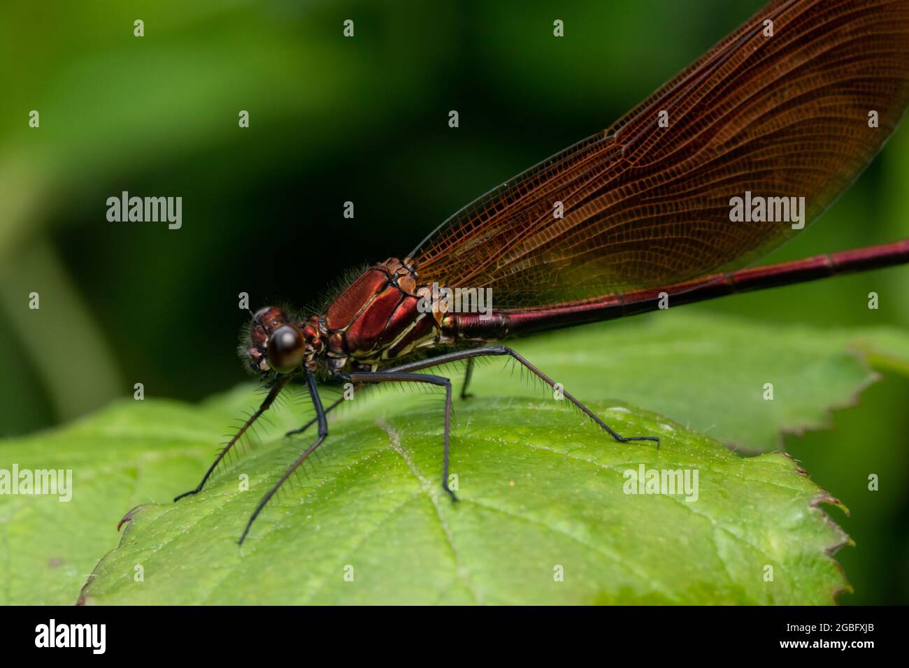 Closeup shot of a dragonfly on a leaf Stock Photo - Alamy