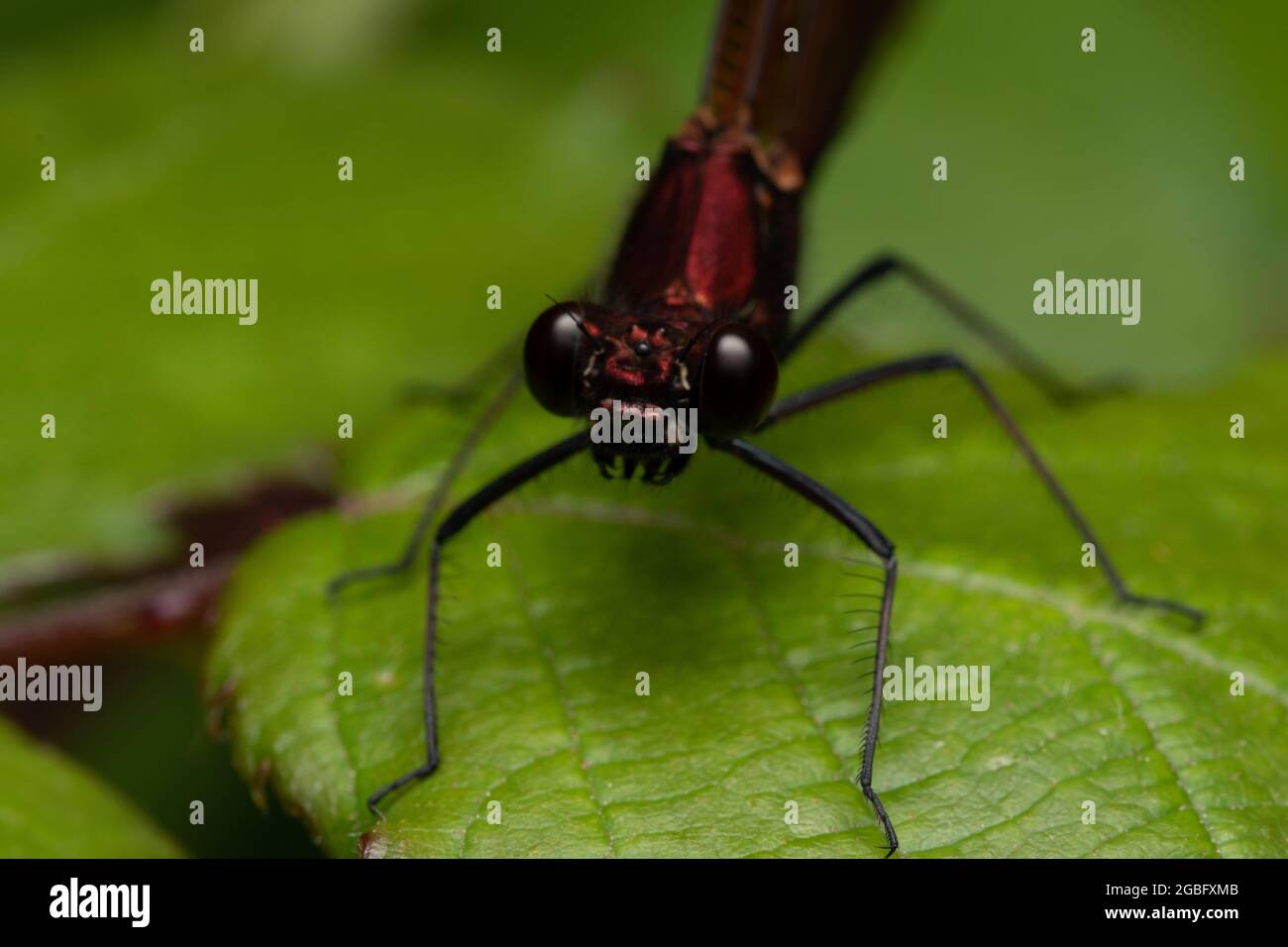 Closeup shot of a dragonfly on a leaf Stock Photo - Alamy