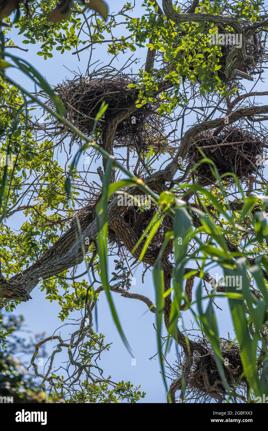 Multiple treetop nests in a Florida wading bird rookery on Anastasia Island in St. Augustine, Florida. (USA) Stock Photo