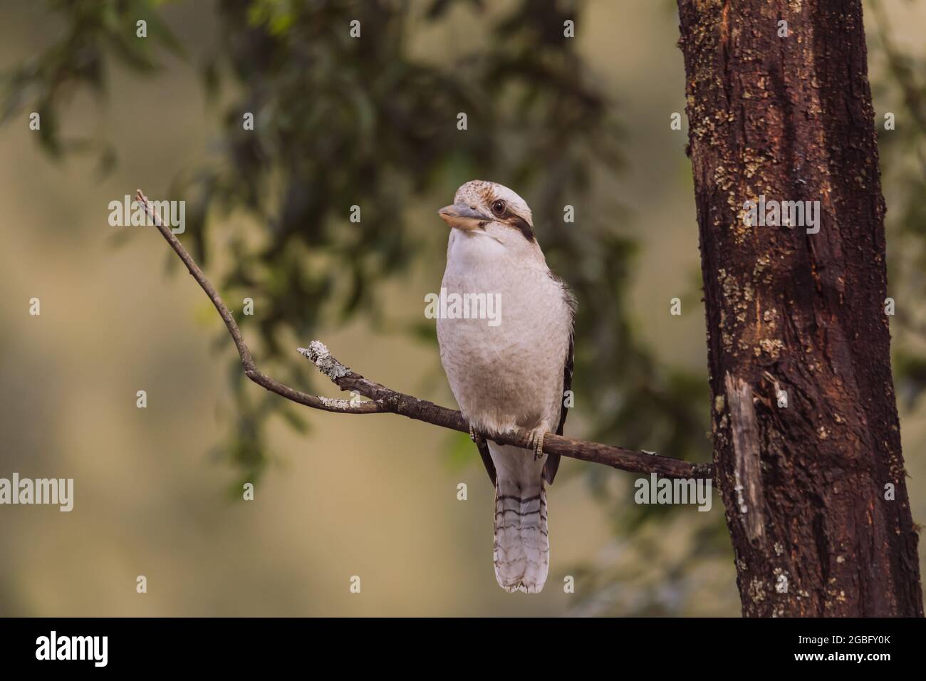 Laughing Kookaburra sitting in a tree.  Stock Photo