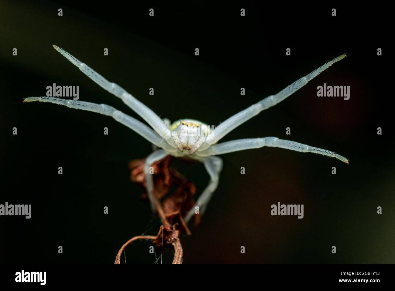 Selective focus shot of a white sea spider in its natural habitat Stock Photo