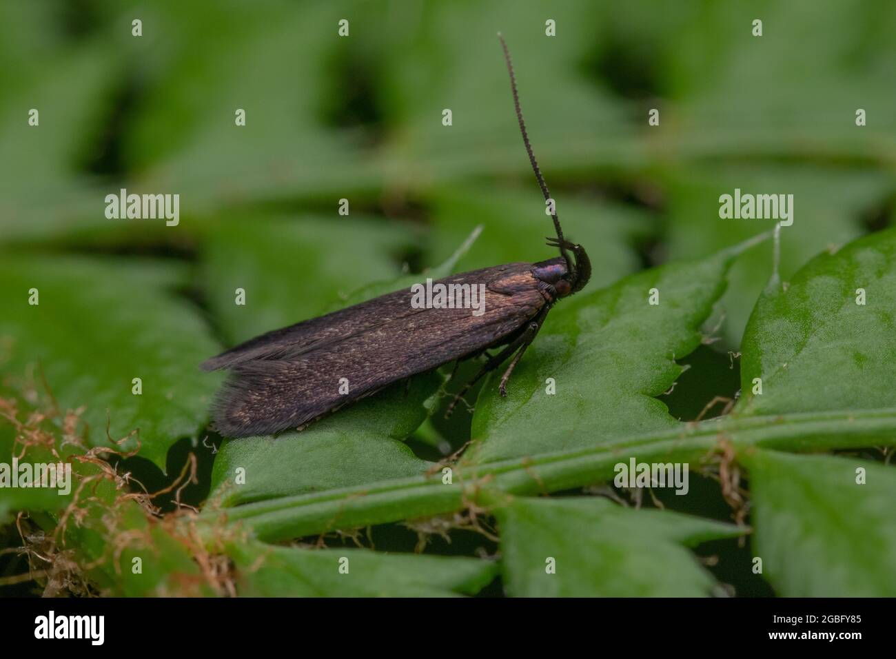 Closeup shot of a moth on a leaf Stock Photo