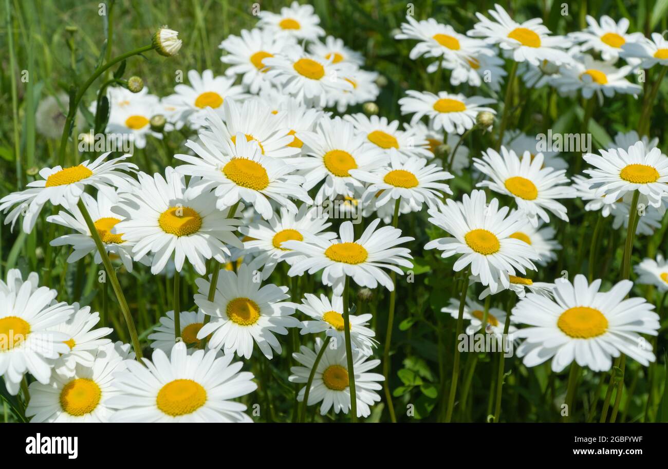 field of daisies. selective focus. Matricaria recutita is a plant ...