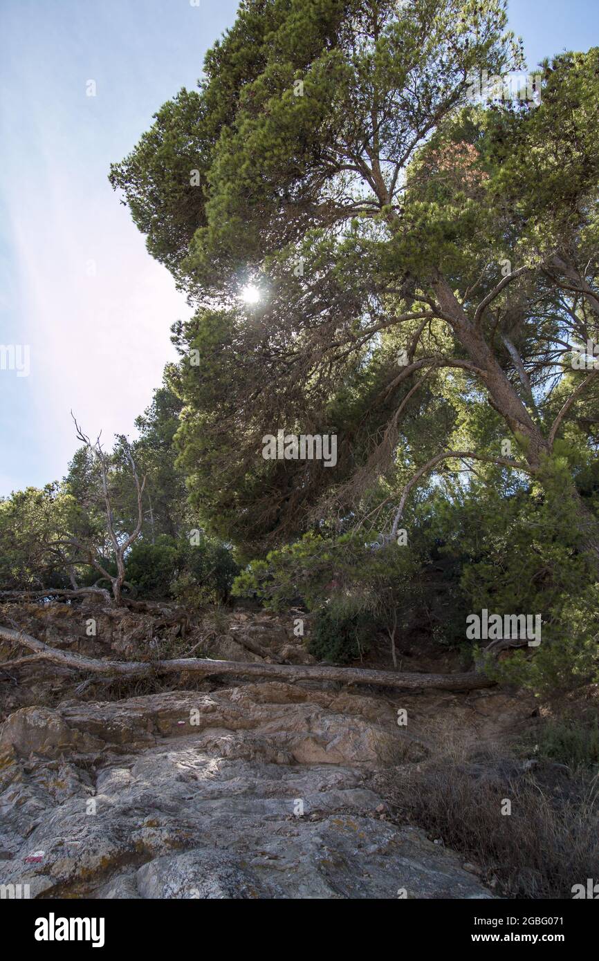 Vertical shot sun through hi-res stock photography and images - Alamy