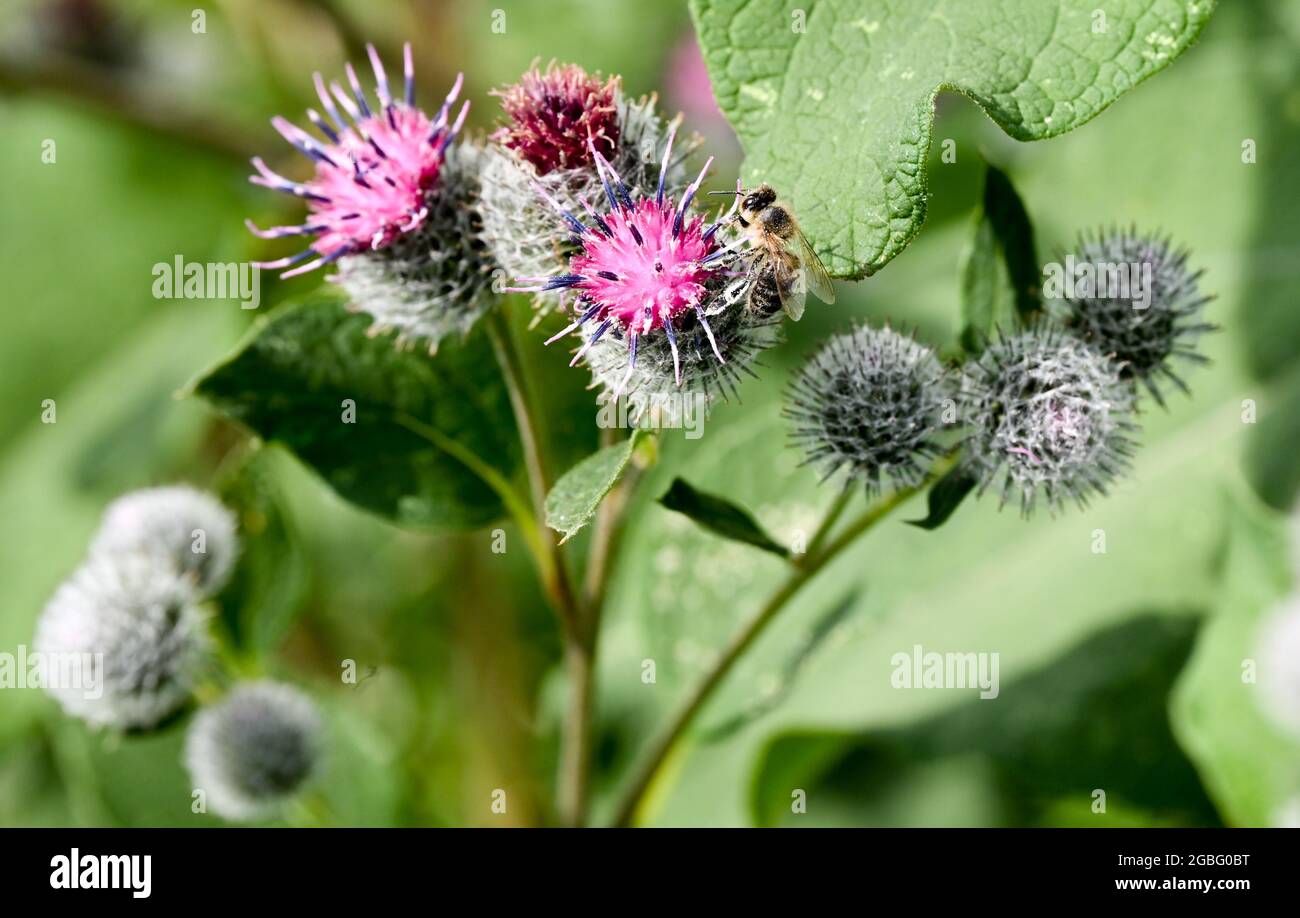 Flatow, Germany. 30th July, 2021. A bee sits on the flower of a felt burdock on the grounds of the Karolinenhof goat dairy near Kremmen. The goat farm has been around since 1992 and produces 20 different types of raw milk cheese from 100 percent goat's milk in its own cheese dairy. Fresh milk, yoghurt, cakes and fresh fruit and vegetables are also offered. The products are sold exclusively in the farm shop and the associated meadow café. Meanwhile, dairy sheep, Scottish Highland cattle and bantams are also kept. Credit: Jens Kalaene/dpa-Zentralbild/ZB/dpa/Alamy Live News Stock Photo